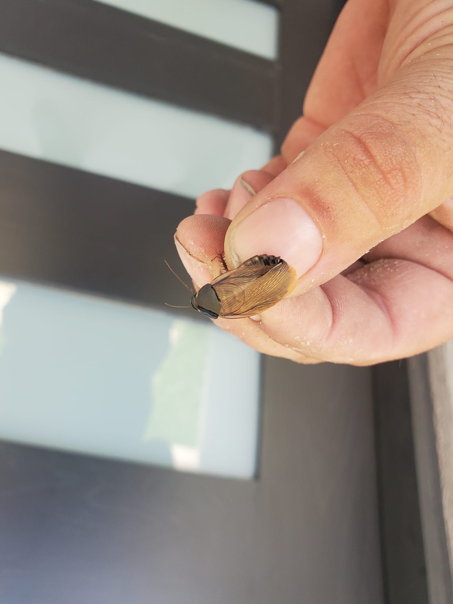 Close inspection of a pest