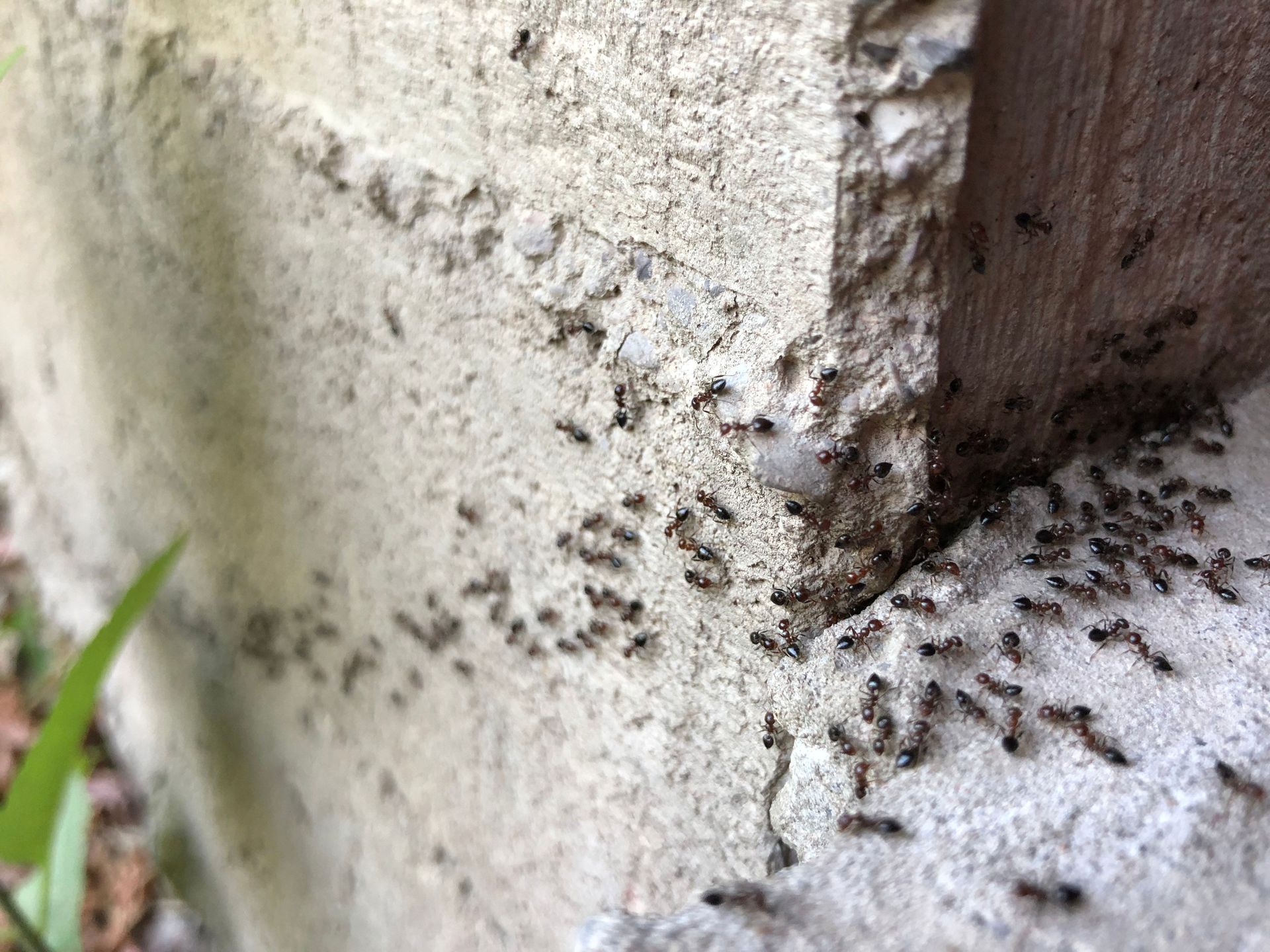 Ants on a wall in Edinburg, TX