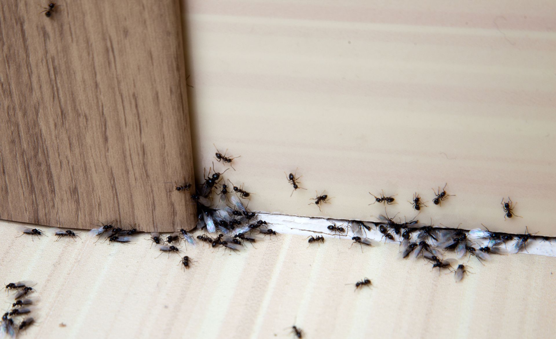Cockroach infestation being treated