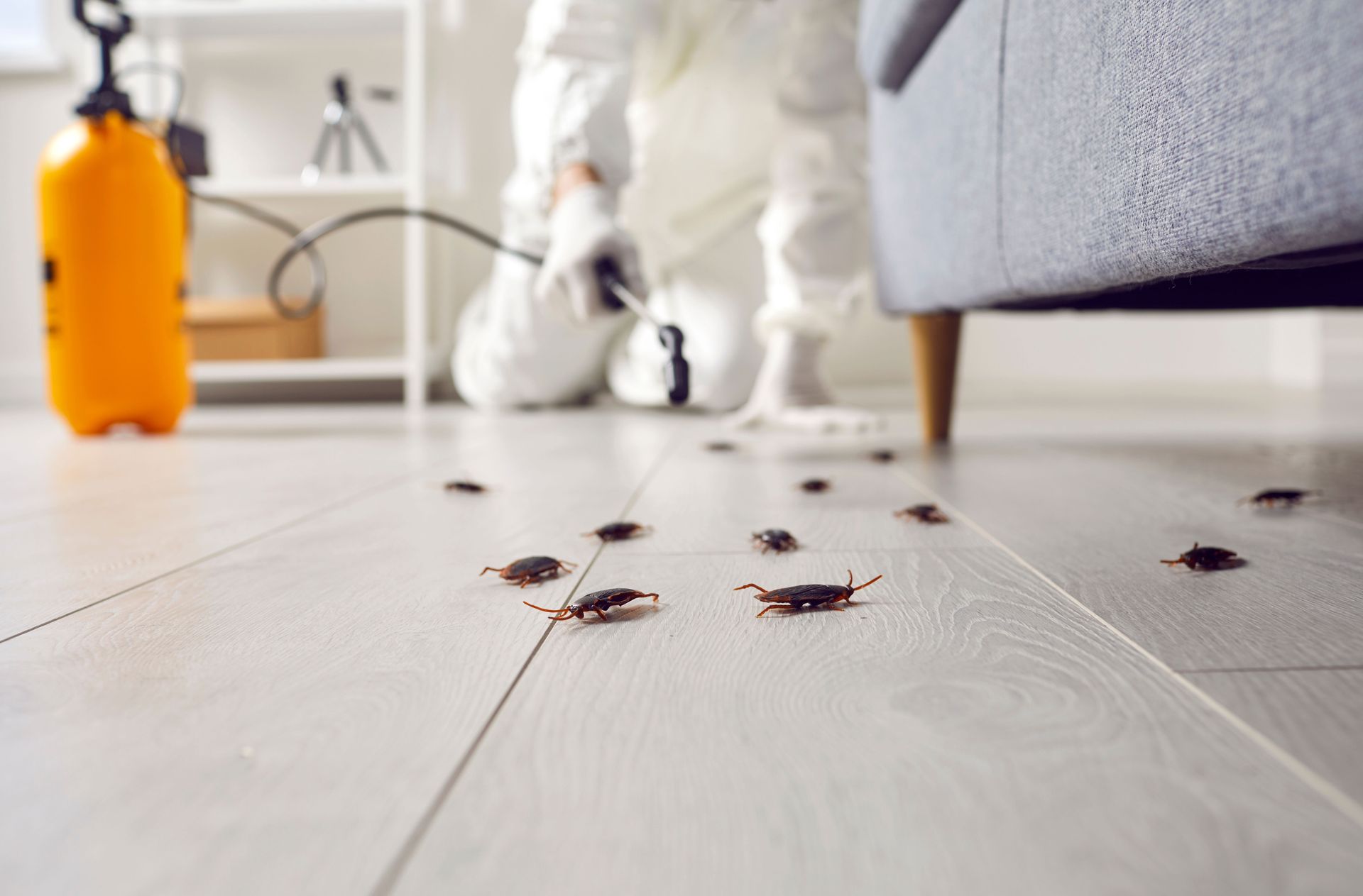 Cockroach treatment in a living room