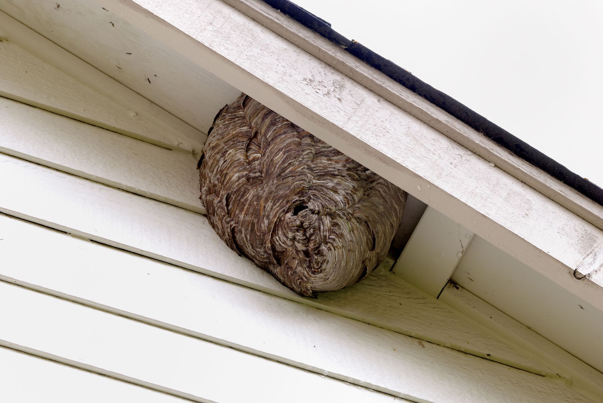 Pest control service in Edinburg TX