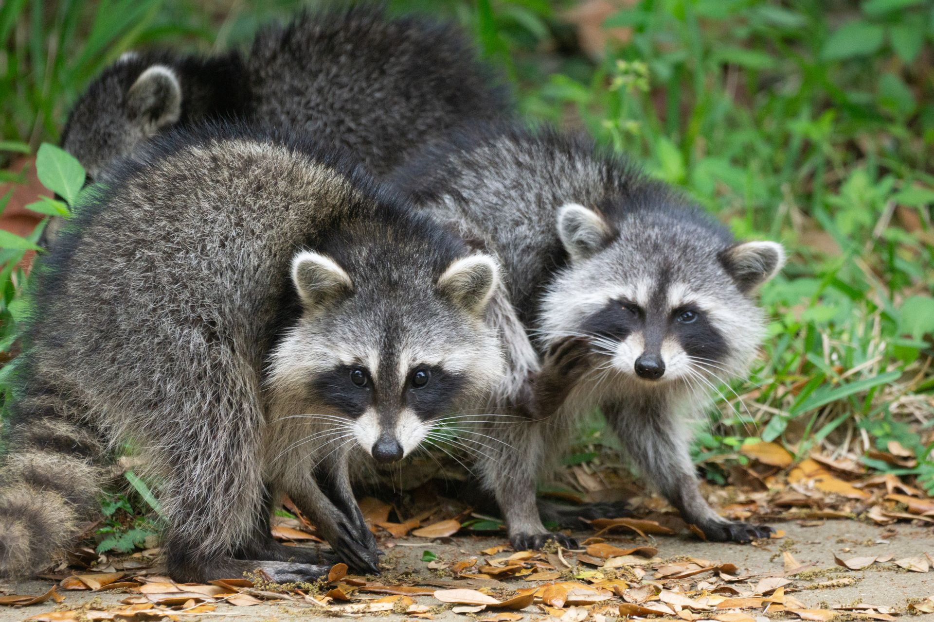 Rodent and Wildlife Removal