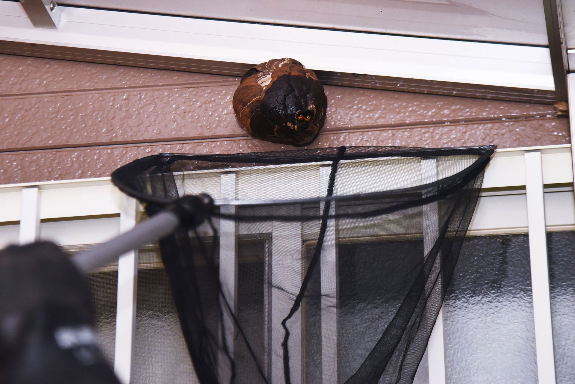 Bee Control Tips for Your Property