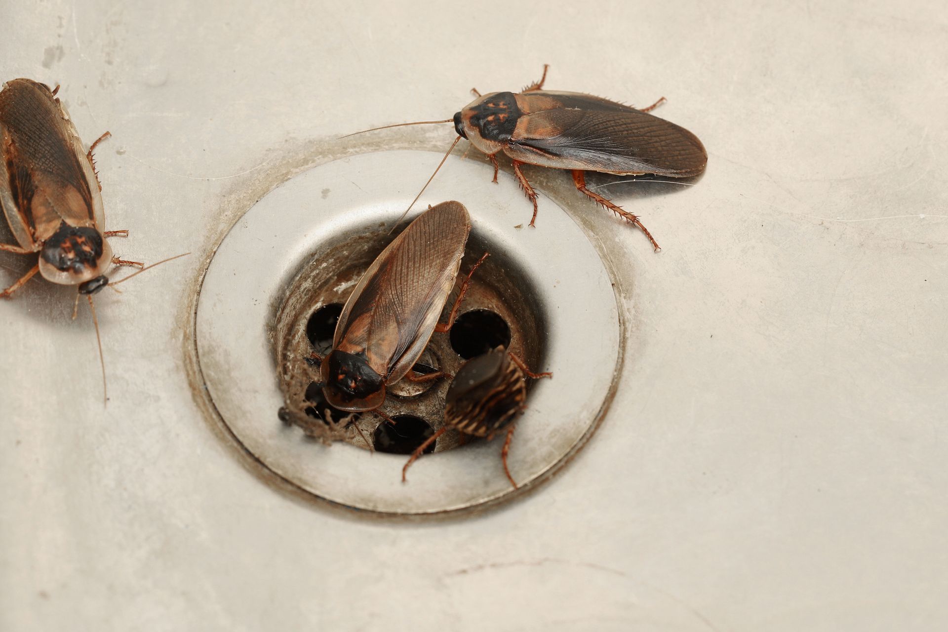 Preventative Tips From Cockroach Fumigation Specialists